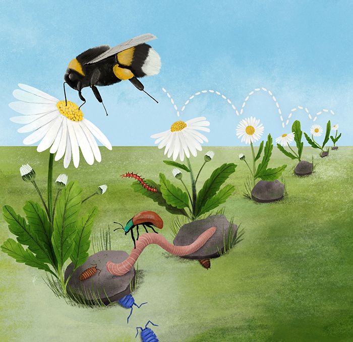 Biodiversituin